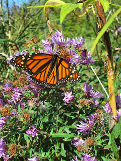 Monarch butterfly Lorain County Metro Parks, Ohio