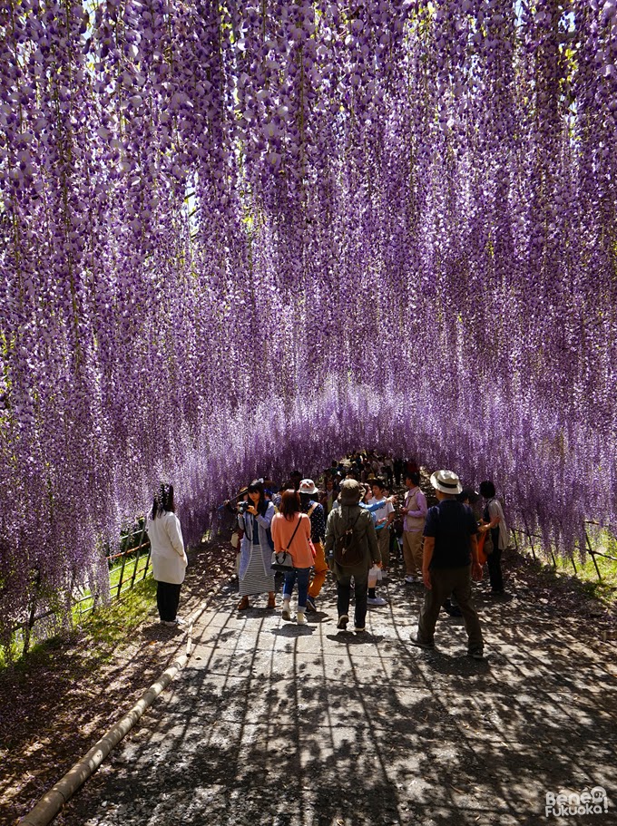 Wisteria tunnel, Kawachi Fuji-en, Fukuoka, Japan