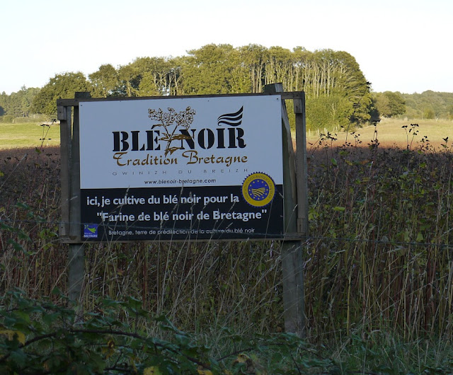 champ de blé noir sarrasin ille et vilaine 35 musardise