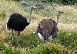 النعامة Ostrich -  Struthio cameleus