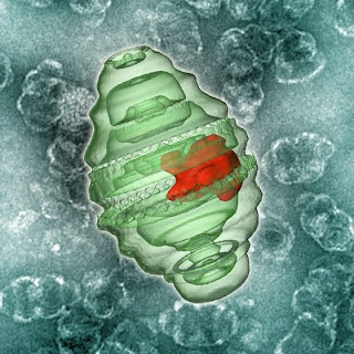 drug-loaded nanodisk (red) can be packaged into the vault lumen (green)