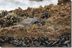 Wandering Tattler