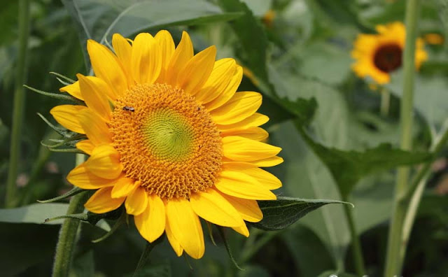 Sunflower Pictures