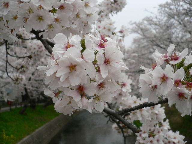 GAMBAR BUNGA: BUNGA SAKURA