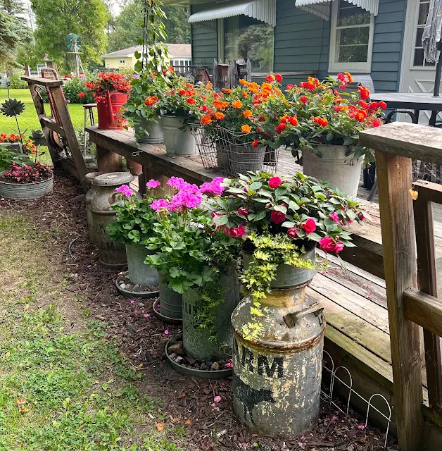 Photos of junk garden plants along the deck.