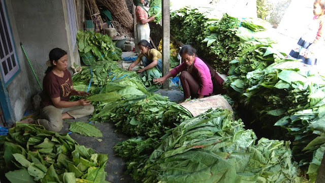 Musim Panen Raya Tembakau, Harga Daun Tembakau Basah Mencapai Rp 7 ribu perkilogram