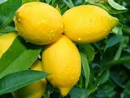 lemonia