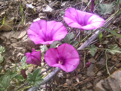 convolvulus althaeoides 