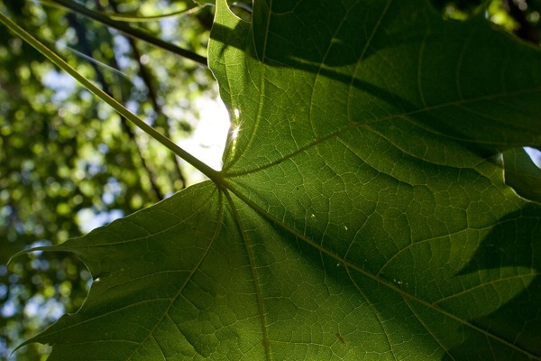 TDS-part-of-leaf-2