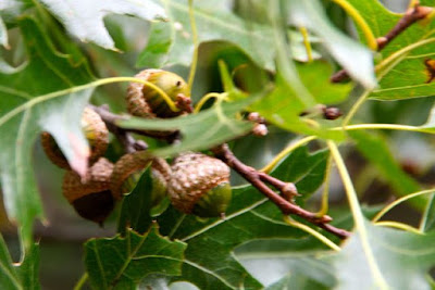 northern pin oak striped acorns