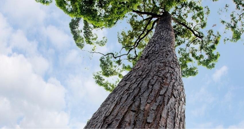 asal-usul pohon bengkirai di indonesia