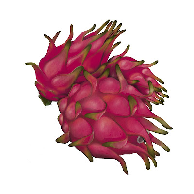 Pencil Sketch and Free Cartoon Images of Dragon Fruit