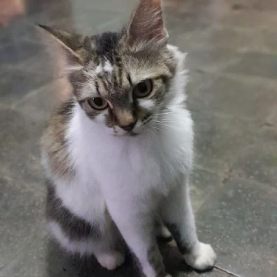 kucing persia jawa yang lucu dan imut