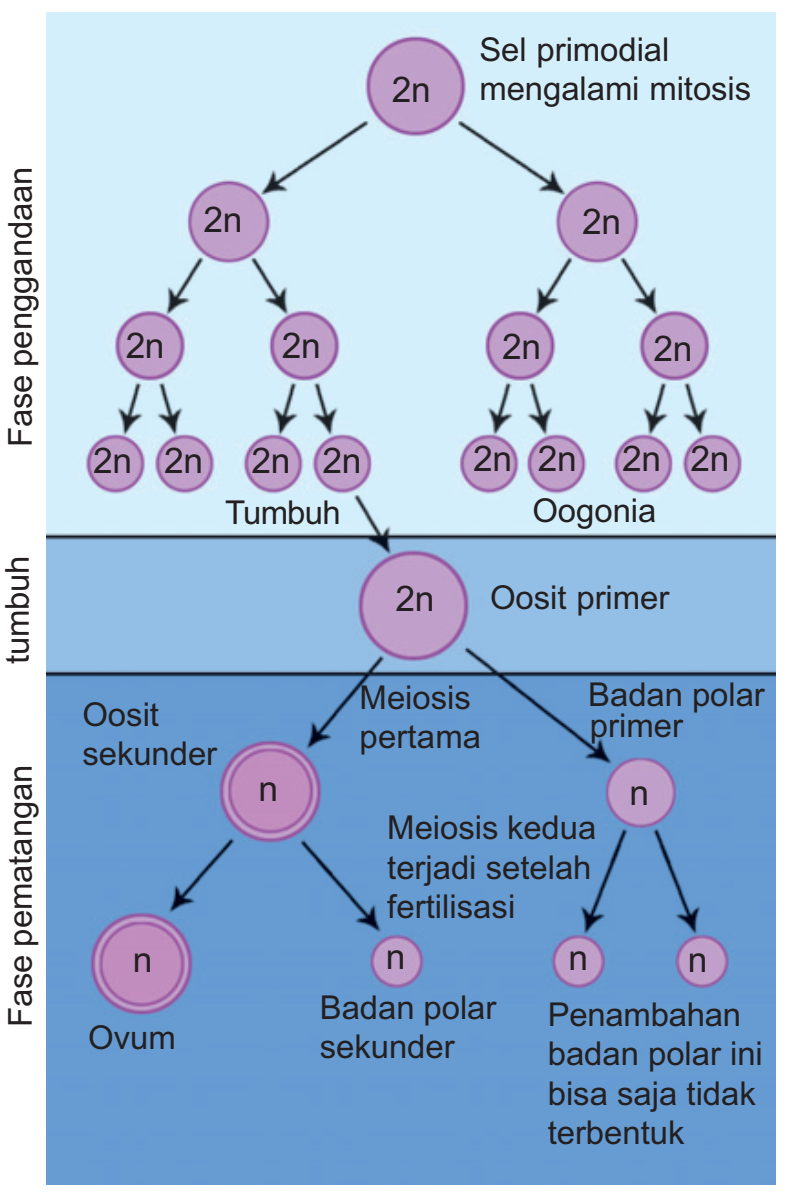 Tahapan Proses  Oogenesis  Pembentukan Sel Ovum Biologi 