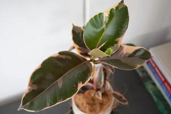 Ficus elastica