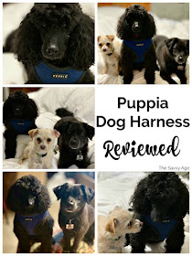 Collage of black poodle in blue Puppia harness.