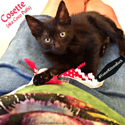 Richmond SPCA foster kitten Cosette Chronicles of Cardigan