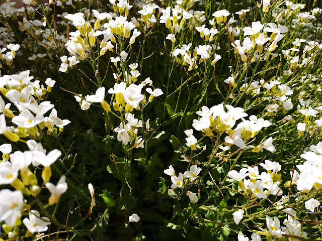 Arabis (Arabis alpina L. subsp. caucasica (Willd.) Briq.).