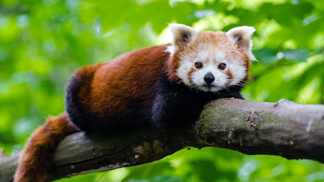 red panda