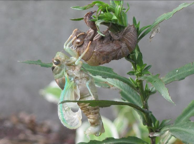 http://www.whatsthatbug.com/wp-content/uploads/2012/07/cicada_molting_amy.jpg