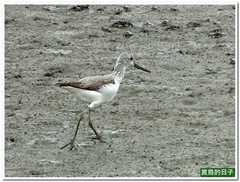 20101114_111706_021_Kuantu
