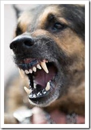dog dog