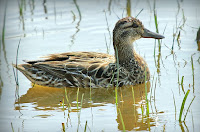 Garganey female, Barcelona, Spain Apr. 2007, by Ferran Pestaña