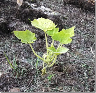garden 06 (30)