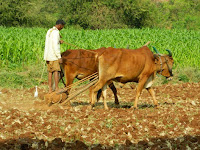 Rising populations in Asia, particularly India and China, has led to more farming and more methane emissions. (Credit: Wikimedia) Click to Enlarge.