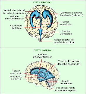 Ubicación de los ventrículos cerebrales