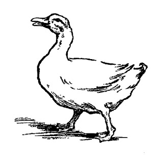 bird duck farm animal image clip art