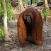 5D4N Orangutan and Dayak Trekking Tour