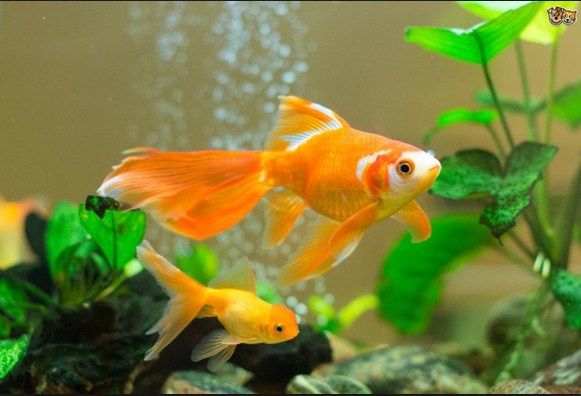 90 Koleksi Aksesoris Aquarium Ikan Mas Koki HD Terbaru