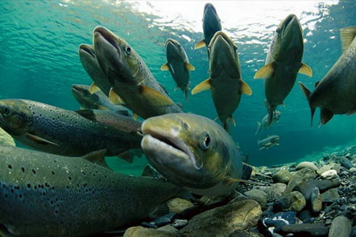 86 Ikan Air Tawar Hidup Di Laut Terbaik