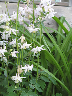 Columbine Perennial Flower