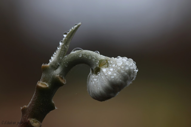 edgeworthia chrysantha