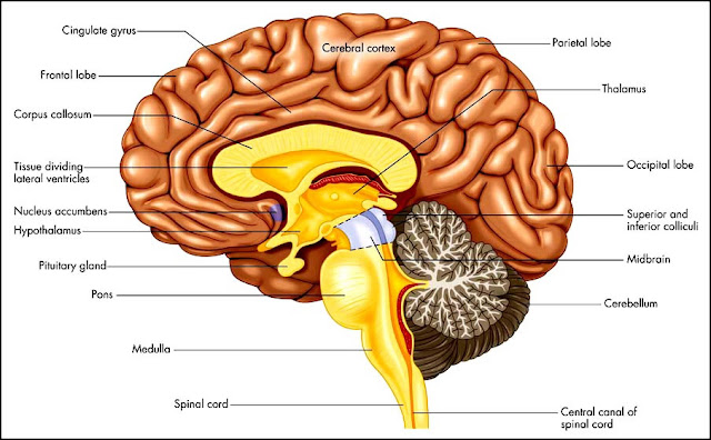 Brain Structure And Function1