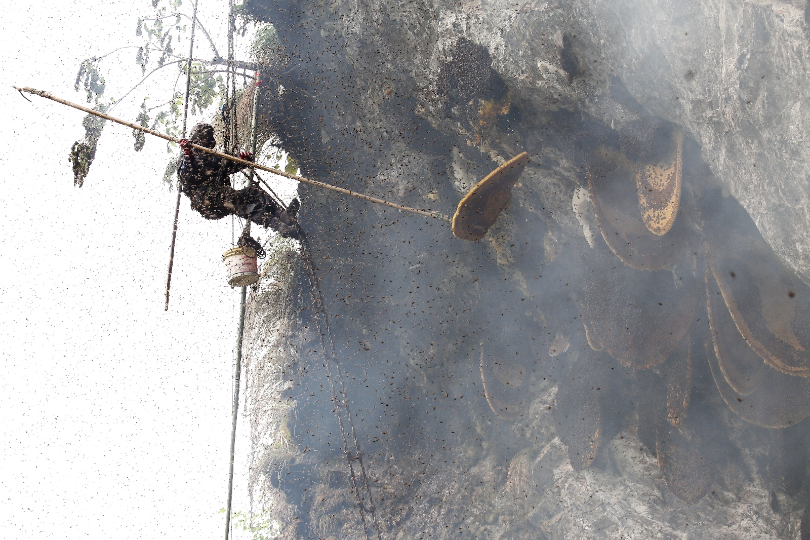Wild honey Hunting and its Culture in Nepal 