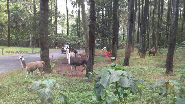 Taman Safari Indonesia II Prigen Pasuruan