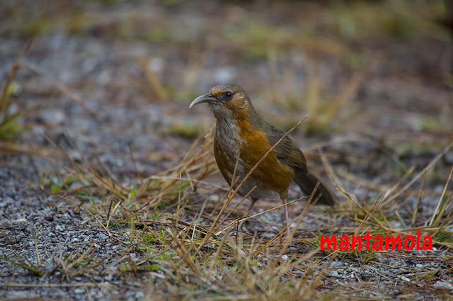 Rusty-cheeked Scimitar Babbler 