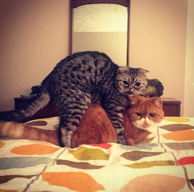 Funny cats - part 88 (40 pics + 10 gifs), cats making love in bed