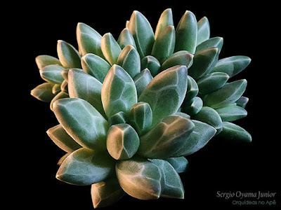 Suculenta Pachyphytum compactum