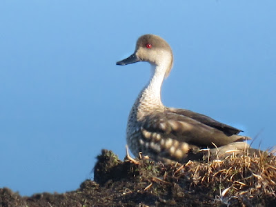 nido de Pato crestón Lophonetta specularioides