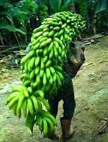 unik Pisang 1001 Buah dengan Panjang 270 cm