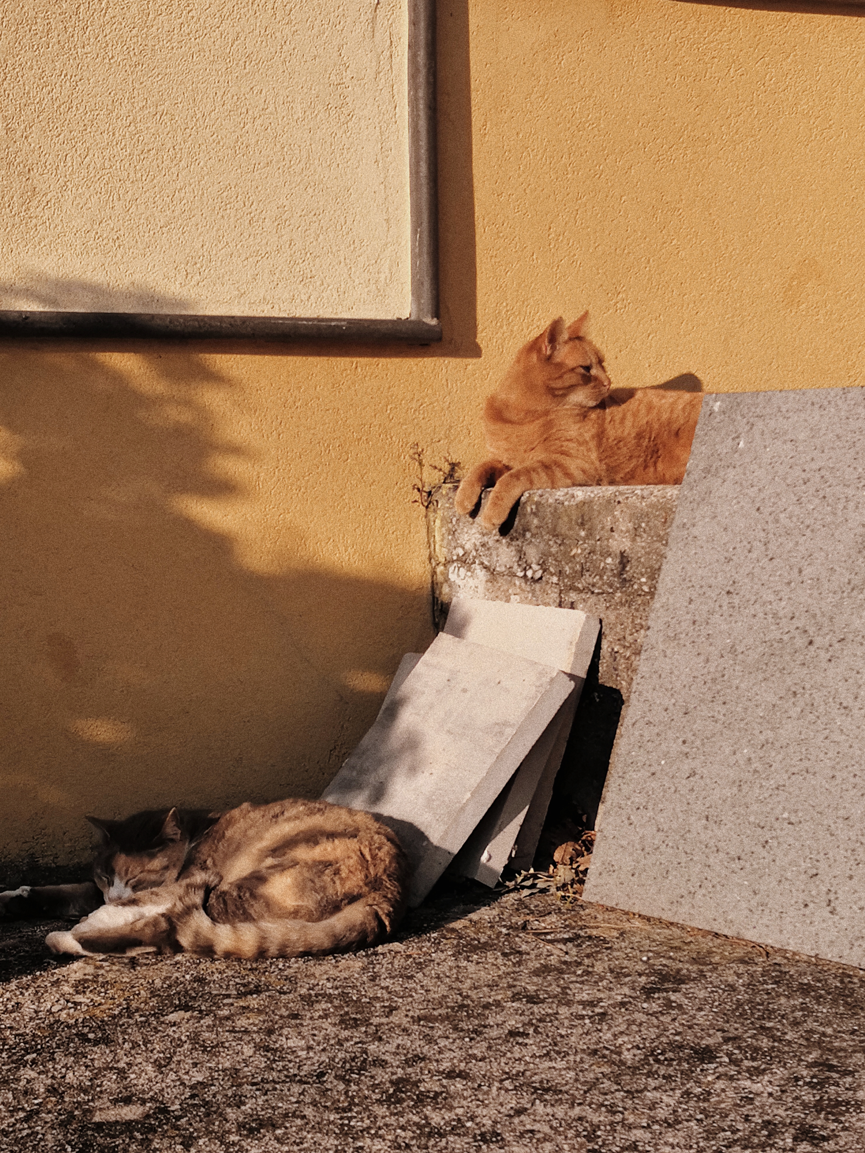 Lola ed Elfy sono due gatti, la prima è una femminuccia grigia, bianca e marrone, il secondo è un maschietto rosso. Si stanno rilassando al sole