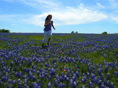 bluebonnets in texas. Texas bluebonnets: as far as