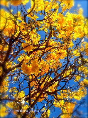 Australian native flower