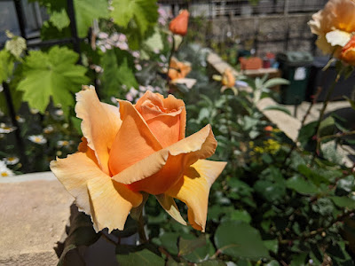 ジャストジョーイの花の写真