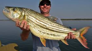 Tigerfish