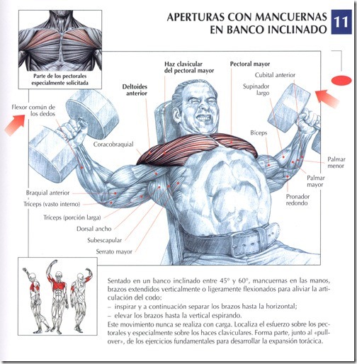 aperturas-con-mancuernas-en-banco-inclinado